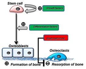 Concept of stem cell growth, differentiation to bone forming cells (osteoblasts) and on the other hand inhibition of bone resorbing cells (osteoclasts).