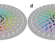 Topological Dynamics: Emergent Functions in Quantum Matter