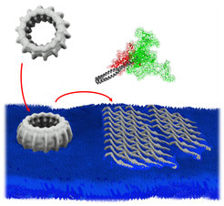 Multiple IM30 proteins form large, oligomeric ring structures. IM30 rings bind to stressed membrane surfaces, disassemble, and individual proteins partially unfold. Multiple IM30 proteins form a protective carpet structure on the membrane surface.