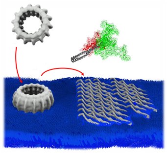 Multiple IM30 proteins form large, oligomeric ring structures. IM30 rings bind to stressed membrane surfaces, disassemble, and individual proteins partially unfold. Multiple IM30 proteins form a protective carpet structure on the membrane surface. Multiple IM30 proteins form large, oligomeric ring structures. IM30 rings bind to stressed membrane surfaces, disassemble, and individual proteins partially unfold. Multiple IM30 proteins form a protective carpet structure on the membrane surface.