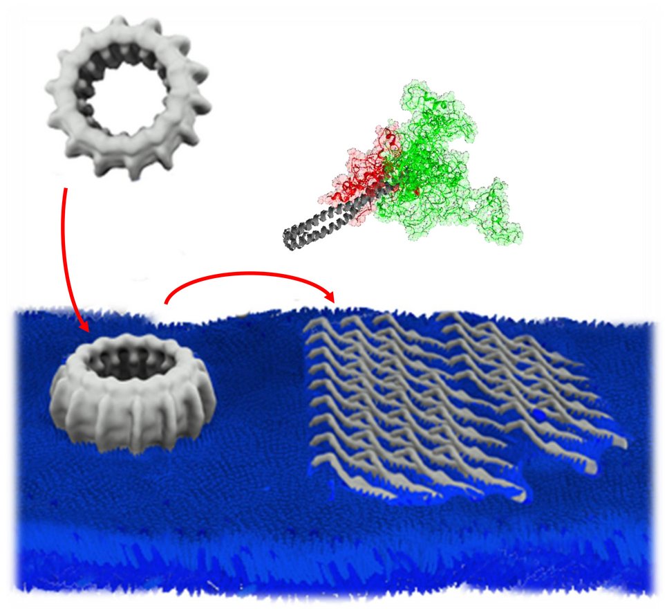 Multiple IM30 proteins form large, oligomeric ring structures. IM30 rings bind to stressed membrane surfaces, disassemble, and individual proteins partially unfold. Multiple IM30 proteins form a protective carpet structure on the membrane surface.