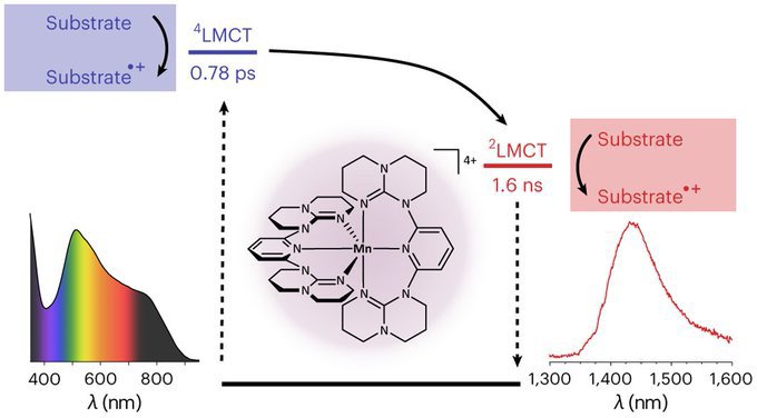 Oxidative two-state photoreactivity of a manganese(IV) complex using near-infrared light