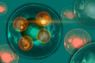 Engineering Living Soft Matter